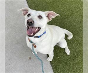 Labrador Retriever-Unknown Mix Dogs for adoption in Waco, TX, USA