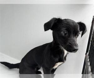 Dachshund-Unknown Mix Dogs for adoption in Houston, TX, USA