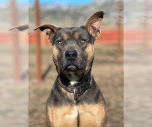 American Pit Bull Terrier-Unknown Mix Dogs for adoption in Calgary, Alberta, Canada