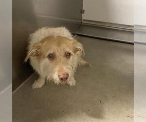 Mutt Dogs for adoption in Modesto, CA, USA
