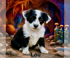 Border Collie-Unknown Mix Dogs for adoption in Sandy, UT, USA