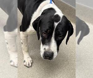 American Pit Bull Terrier-German Shepherd Dog Mix Dogs for adoption in Las Vegas, NV, USA