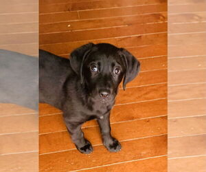 Labbe Dogs for adoption in Wheaton, IL, USA