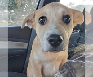 Shiba Inu Dogs for adoption in Atlanta, GA, USA