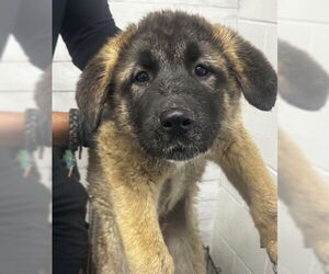 German Shepherd Dog Dogs for adoption in San Bernardino, CA, USA