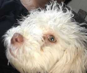 Poochon Dogs for adoption in CORNING, NY, USA