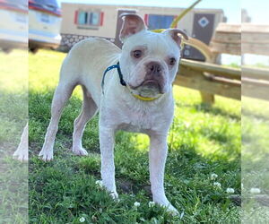 Faux Frenchbo Bulldog Dogs for adoption in Pacolet, SC, USA