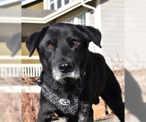 Labrador Retriever-Unknown Mix Dogs for adoption in Broomfield, CO, USA