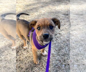 Mutt Dogs for adoption in Bemidji, MN, USA
