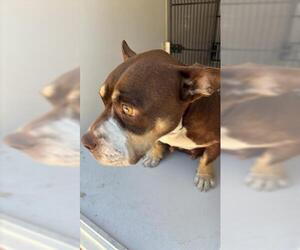 American Bulldog Dogs for adoption in Houston, TX, USA