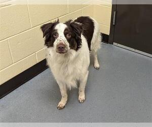 Australian Shepherd Dogs for adoption in Denver, CO, USA