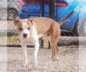 American Staffordshire Terrier-Unknown Mix Dogs for adoption in Waco, TX, USA