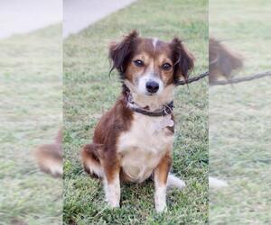 Cava-lon Dogs for adoption in Palo Alto, CA, USA