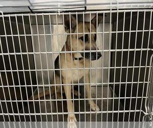 German Shepherd Dog Dogs for adoption in Oklahoma City, OK, USA