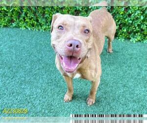 American Pit Bull Terrier Dogs for adoption in West Palm Beach, FL, USA