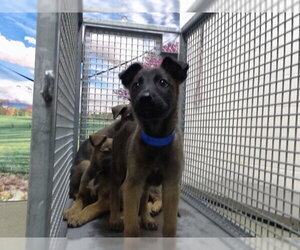 Mutt Dogs for adoption in Moreno Valley, CA, USA