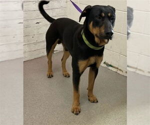 Shepweiller Dogs for adoption in San Bernardino, CA, USA