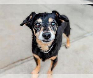 Chihuahua Dogs for adoption in Denver, CO, USA