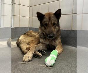 German Shepherd Dog-Unknown Mix Dogs for adoption in San Antonio, TX, USA