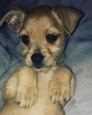 Mutt Dogs for adoption in Washougal, WA, USA