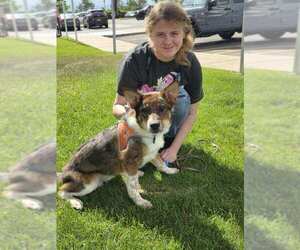 Mutt Dogs for adoption in Denver , CO, USA