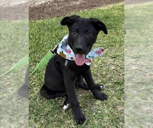Labrador Retriever-Unknown Mix Dogs for adoption in Conroe, TX, USA