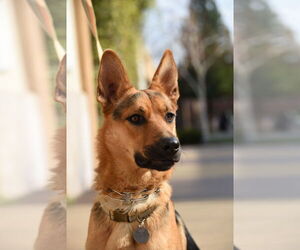 German Shepherd Dog Dogs for adoption in Modesto, CA, USA