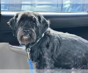 Shih Tzu-Unknown Mix Dogs for adoption in Fort Lauderdale, FL, USA