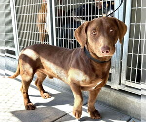 Dachshund-Labrador Retriever Mix Dogs for adoption in San Diego, CA, USA