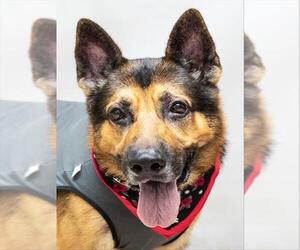 German Shepherd Dog Dogs for adoption in Sanford, FL, USA