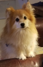 Pomeranian Dogs for adoption in Dublin, OH, USA