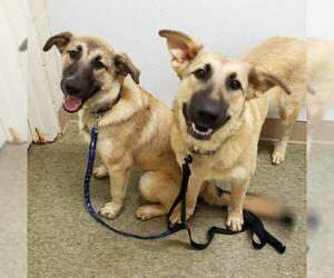 German Shepherd Dog Dogs for adoption in Rockaway, NJ, USA