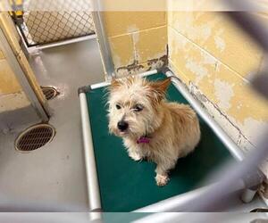 Cairn Terrier Dogs for adoption in Tulsa, OK, USA