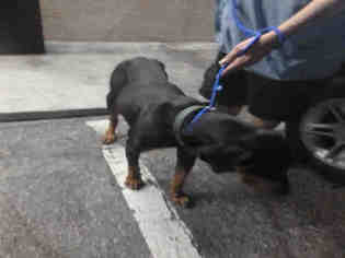 Doberman Pinscher Dogs for adoption in Naples, FL, USA