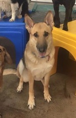 German Shepherd Dog Dogs for adoption in Churchville, NY, USA