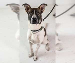 Retriever -Unknown Mix Dogs for adoption in Minneapolis, MN, USA