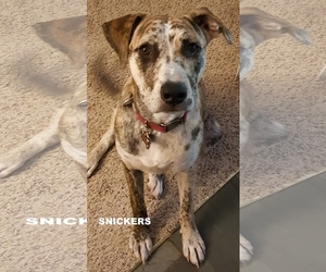 Small Catahoula Leopard Dog Mix