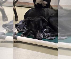 Border Collie Dogs for adoption in Bakersfield, CA, USA