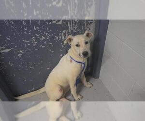 Labrador Retriever Dogs for adoption in Augusta, GA, USA