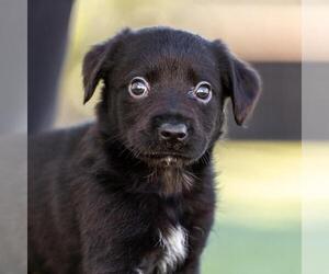 Dachshund-Unknown Mix Dogs for adoption in San Diego, CA, USA