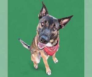 German Shepherd Dog Dogs for adoption in Bakersfield, CA, USA