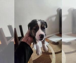 Mutt Dogs for adoption in Calgary, Alberta, Canada