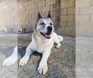 Akita Dogs for adoption in Santa Barbara, CA, USA