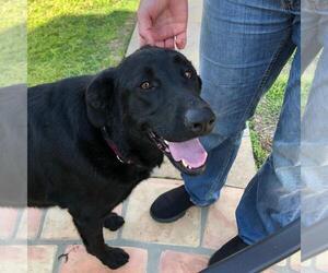 Labrador Retriever Dogs for adoption in Signal Hill, CA, USA