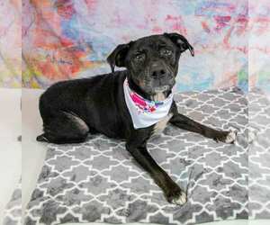 Labrador Retriever-Unknown Mix Dogs for adoption in Kennesaw, GA, USA