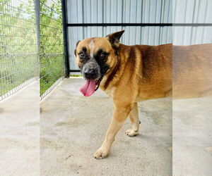 Medium Photo #2 Mutt Puppy For Sale in Waldron, AR, USA