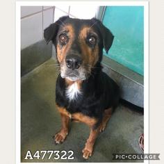 Black and Tan Coonhound-Unknown Mix Dogs for adoption in San Antonio, TX, USA