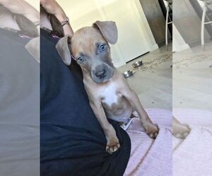 Bullboxer Pit Dogs for adoption in MIDWAY, UT, USA