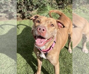 American Pit Bull Terrier-Unknown Mix Dogs for adoption in Elk Grove, CA, USA