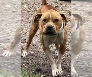 American Staffordshire Terrier Dogs for adoption in San Antonio, TX, USA
